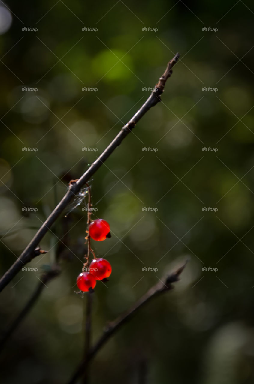 Red berries