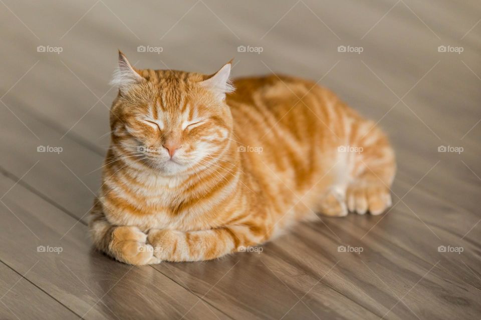 Beautiful and cute cat