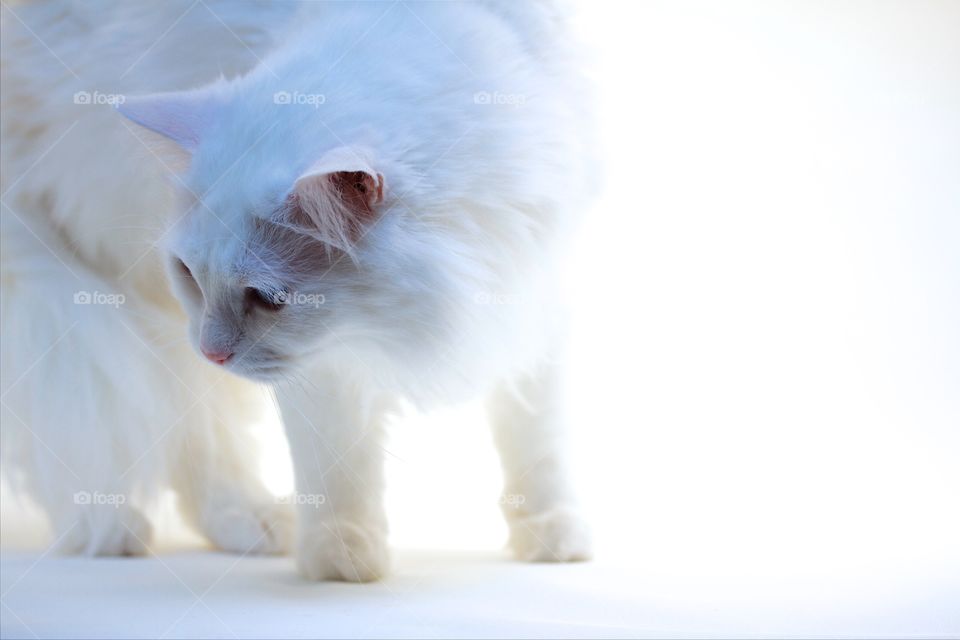 White Norwegian forest cat