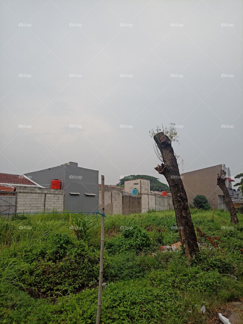 The trees and the sky