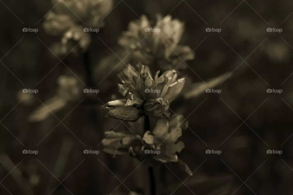 Blume