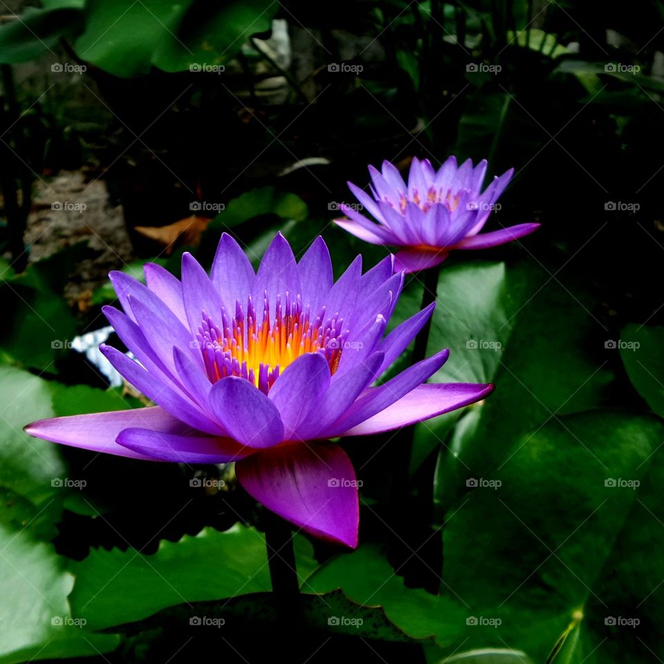 Twin lotus