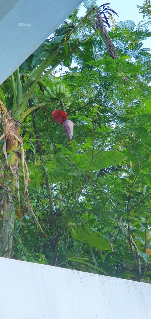 Flowers on the tree