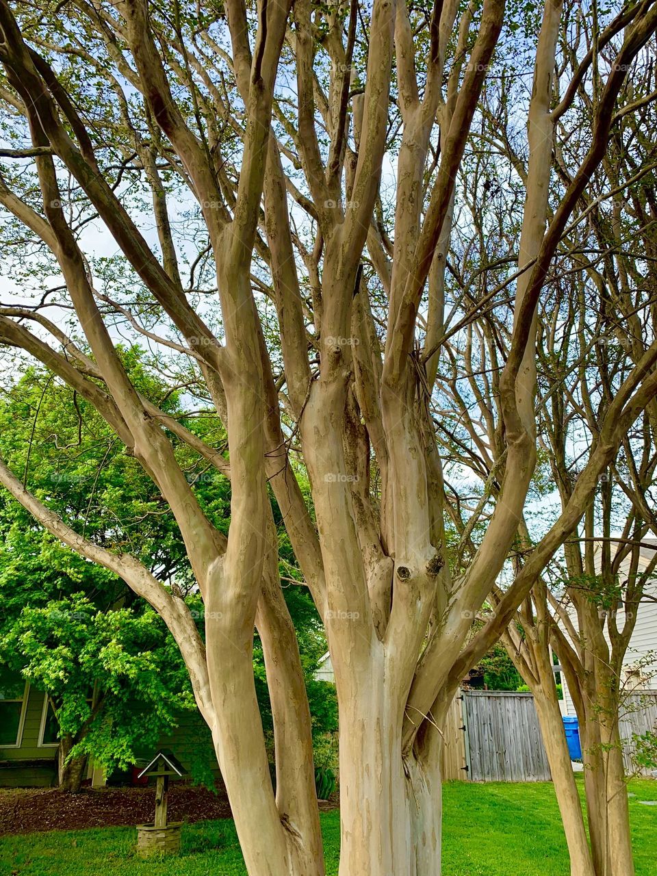 Crape Myrtle 