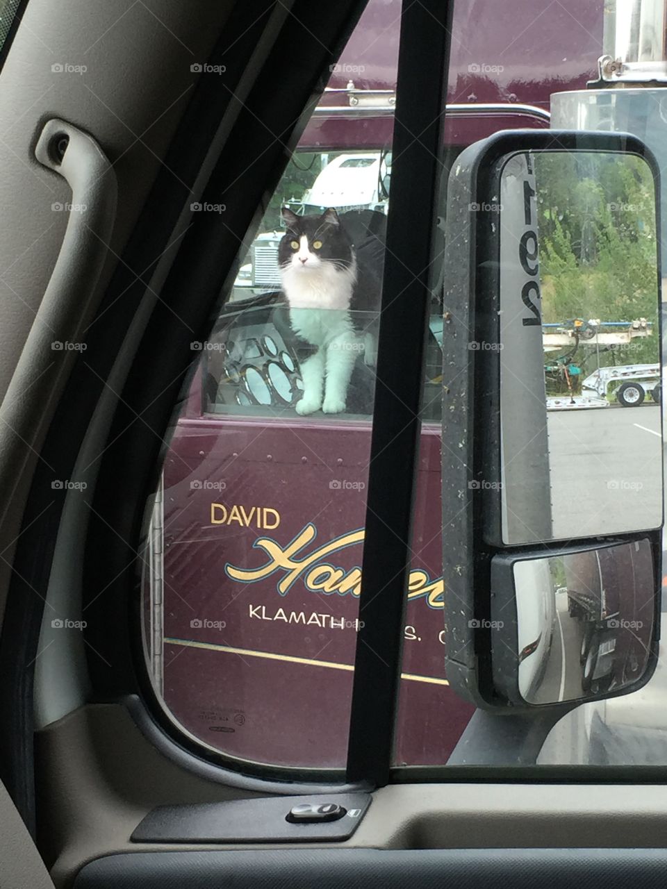 Kitty spotted at a truck stop.