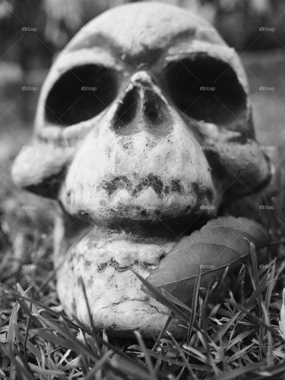 A decorative spooky skull with a leaf for Halloween. 