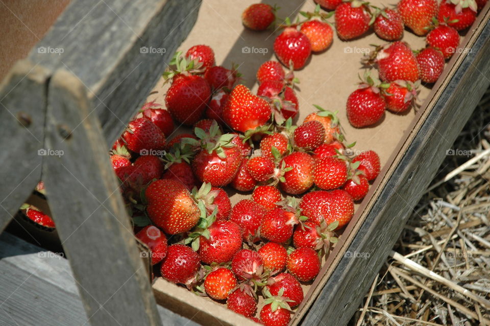 The gift of Mother Nature - strawberries!
