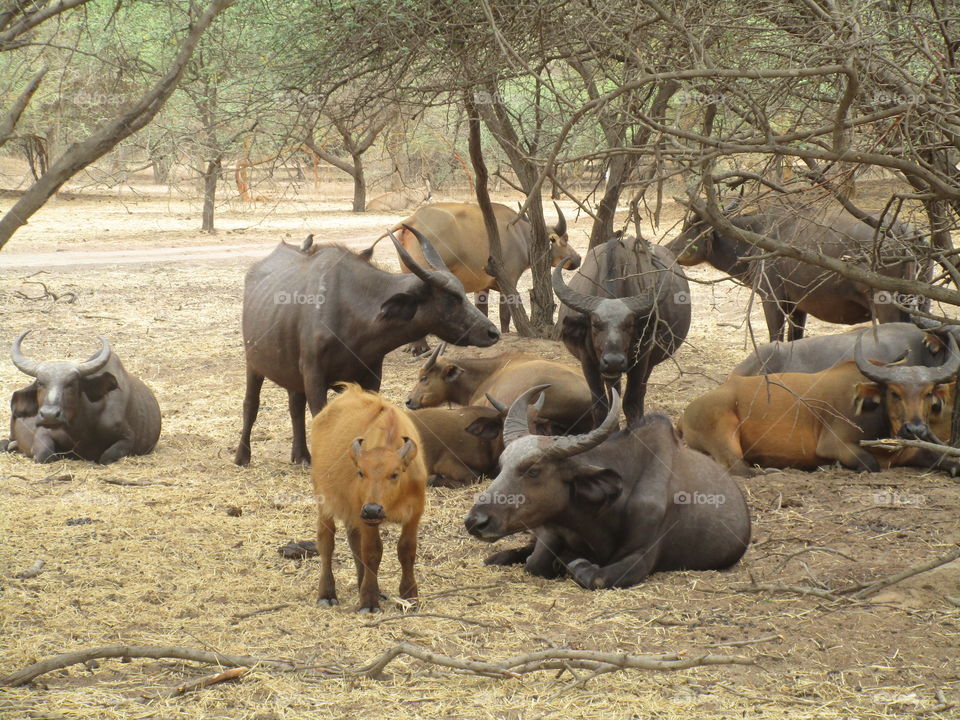 Wild buffalo herd