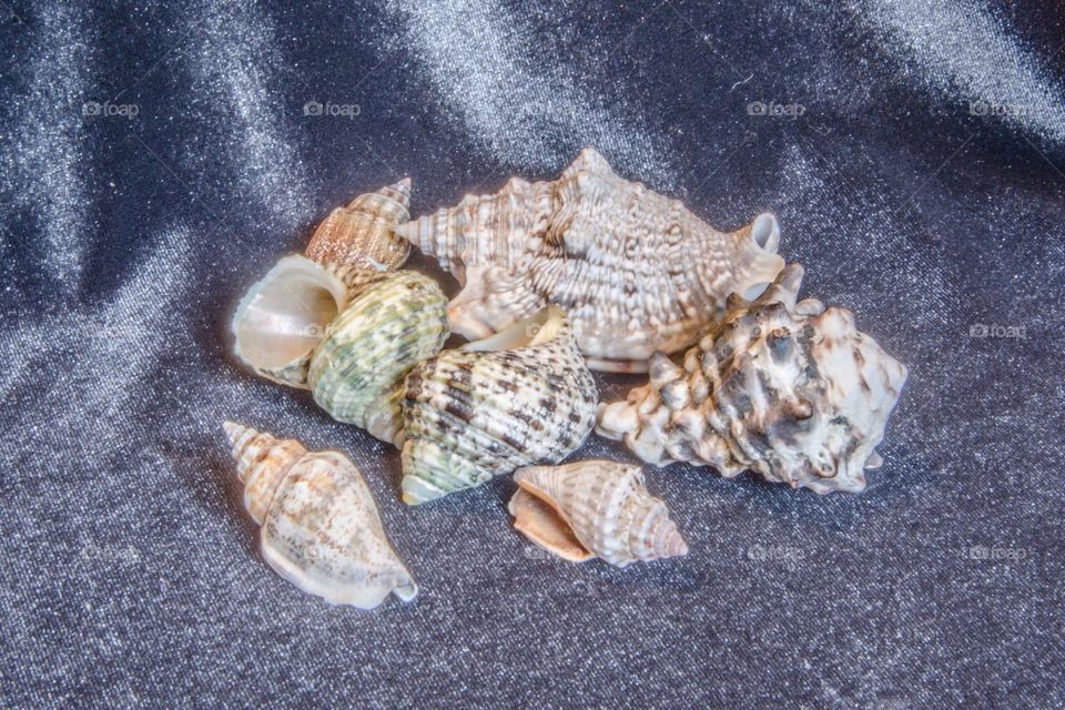 Shells