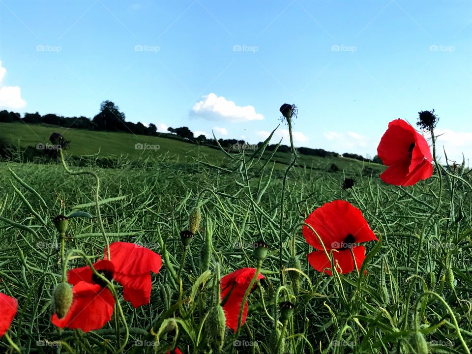 Poppies in the field near us in Lincoln, UK