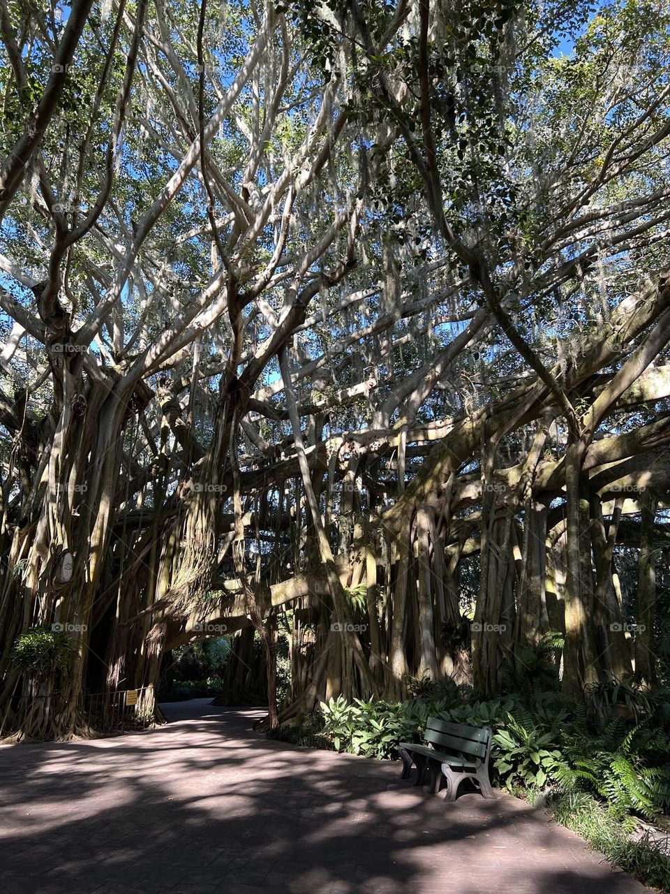 The beautiful Bayan tree