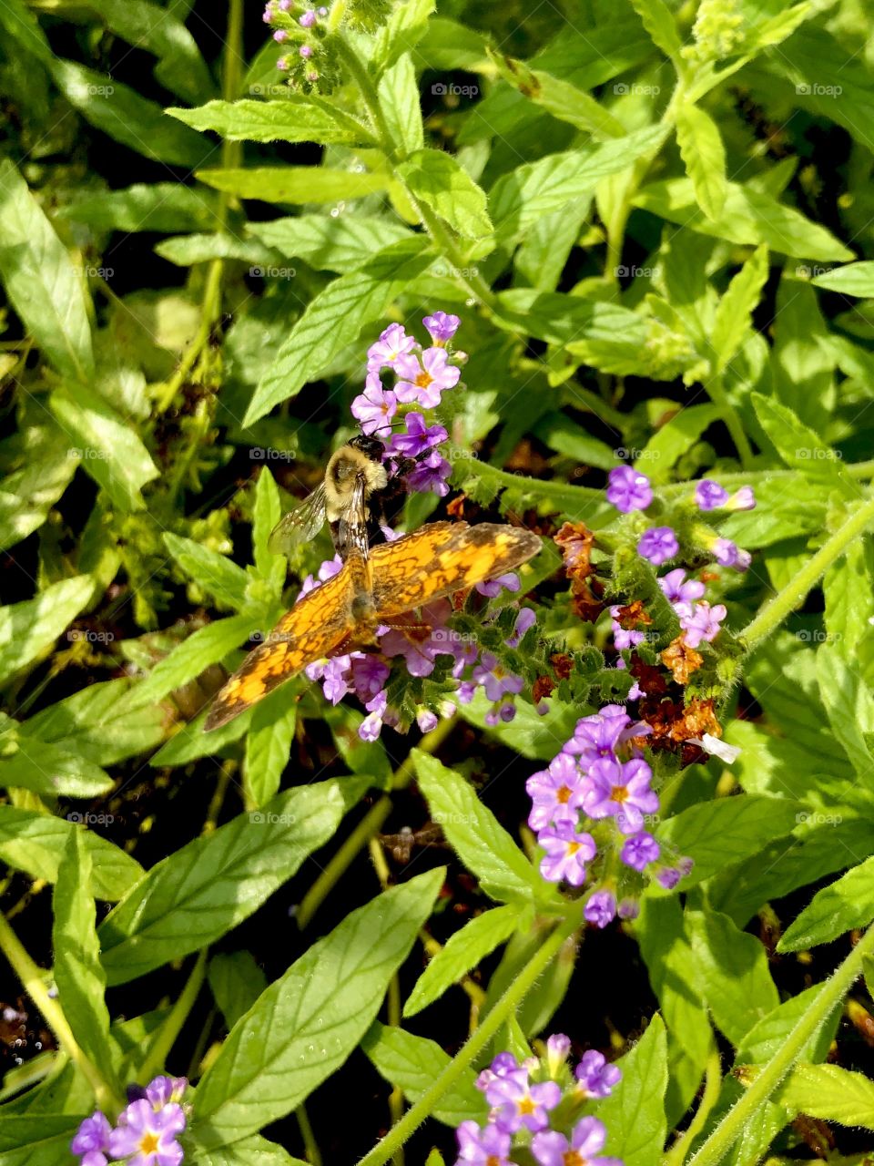 Bee and butterfly together pollinating flowers