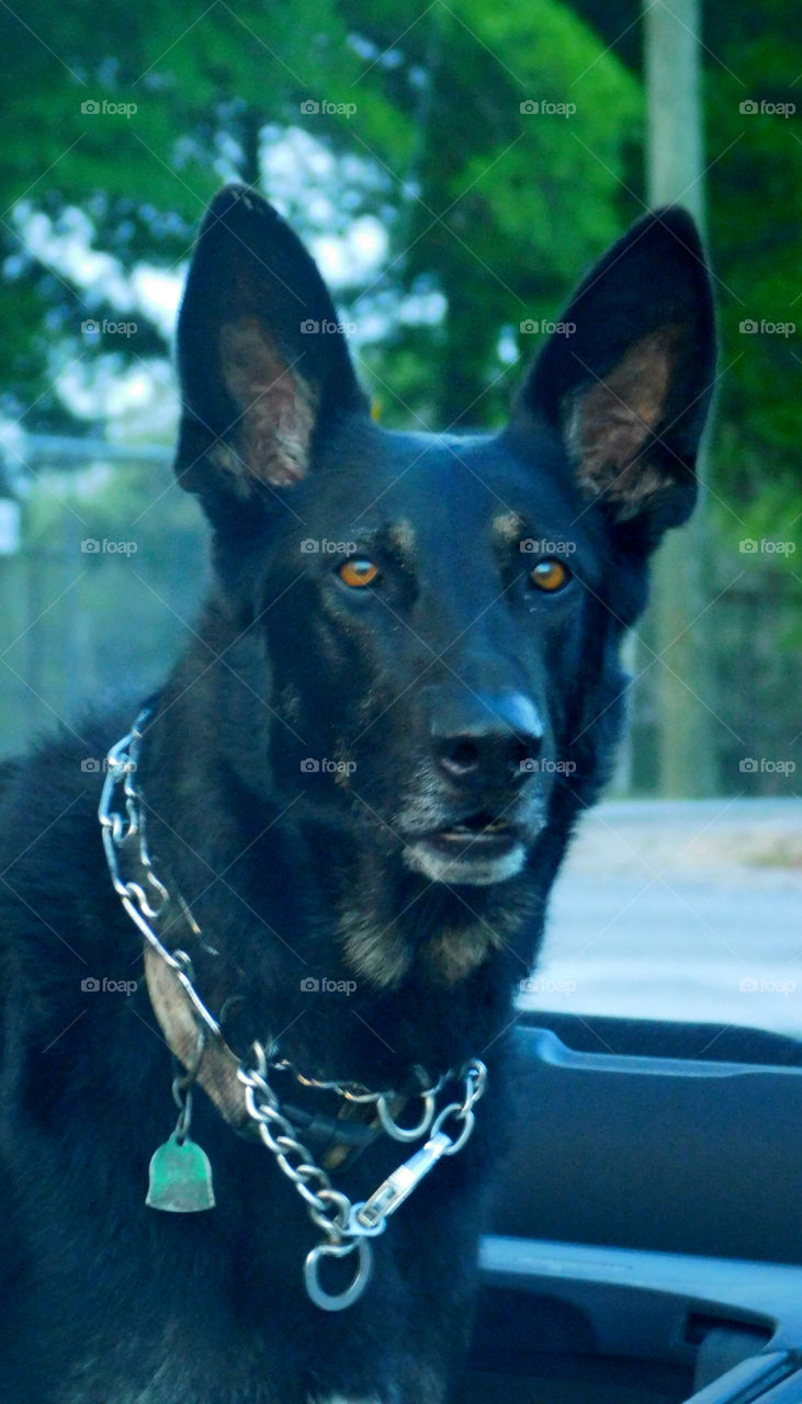 The German Shepherd  dog has made a name for himself as a police and military dog, guide and assistance dog, search dog and detector dog!