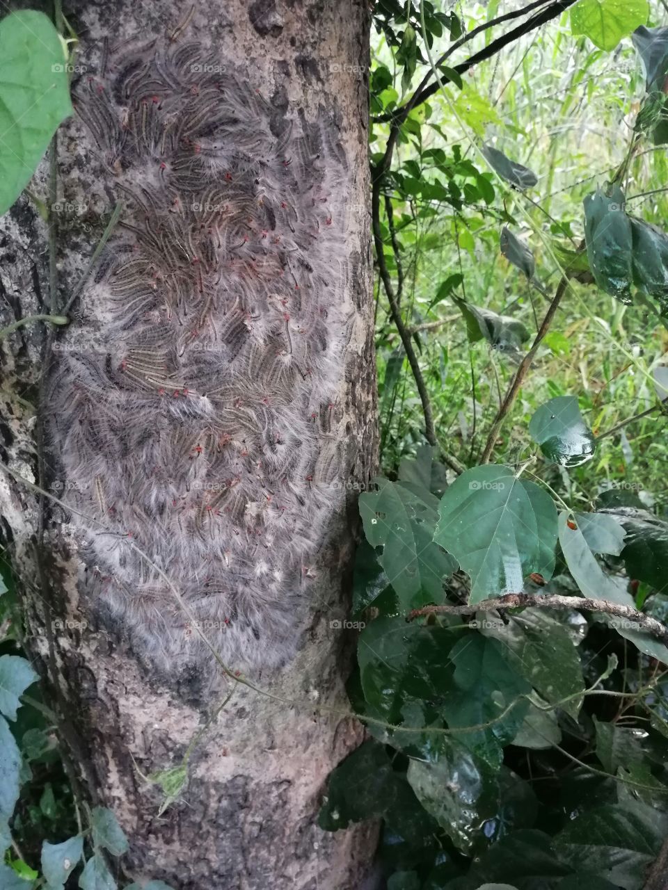 Thaumetopoea processionea is a moth whose caterpillars can be found in oak forests, where they feed on oak leaves, causing significant damage
They are a human irritant because of their venomous hairs, which can cause skin irritation and asthma.