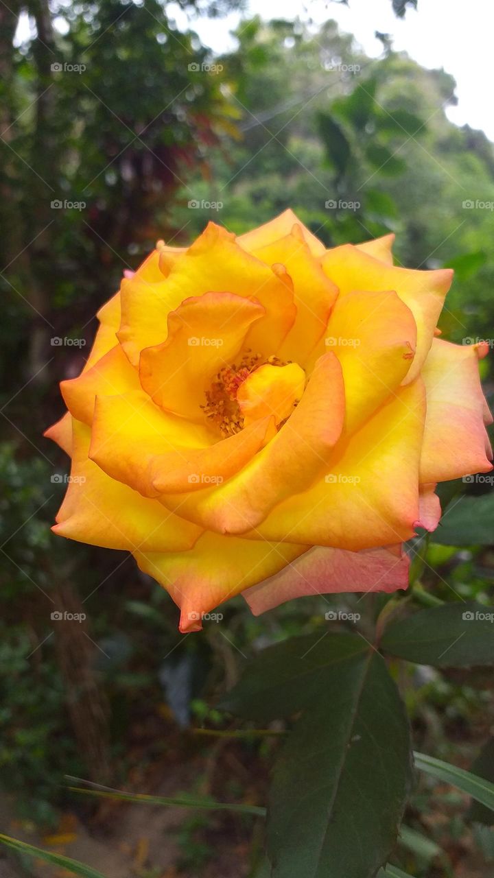 Bicolor rose