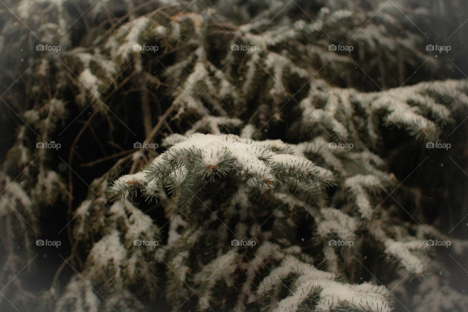 Snow covered pine tree