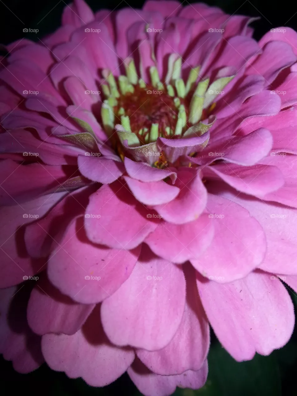 Zinnia