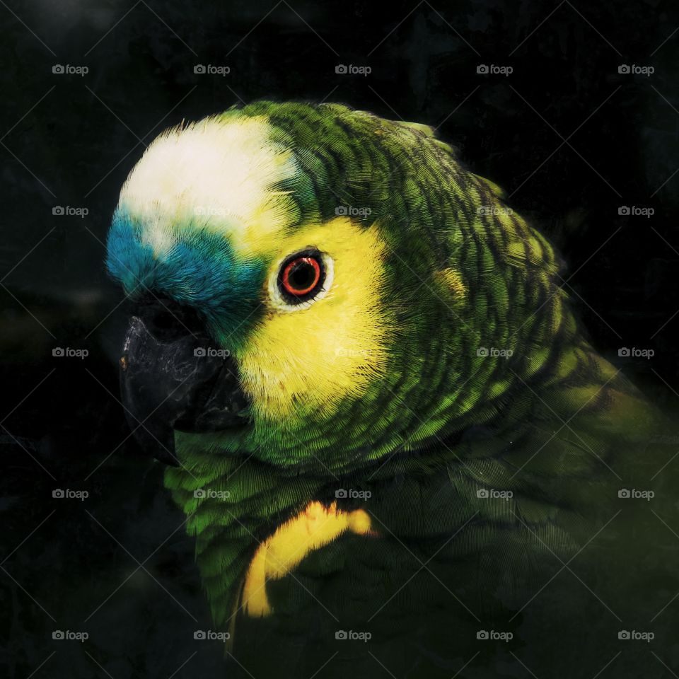 Amazonian Parrot in Santa Cruz Bolivia