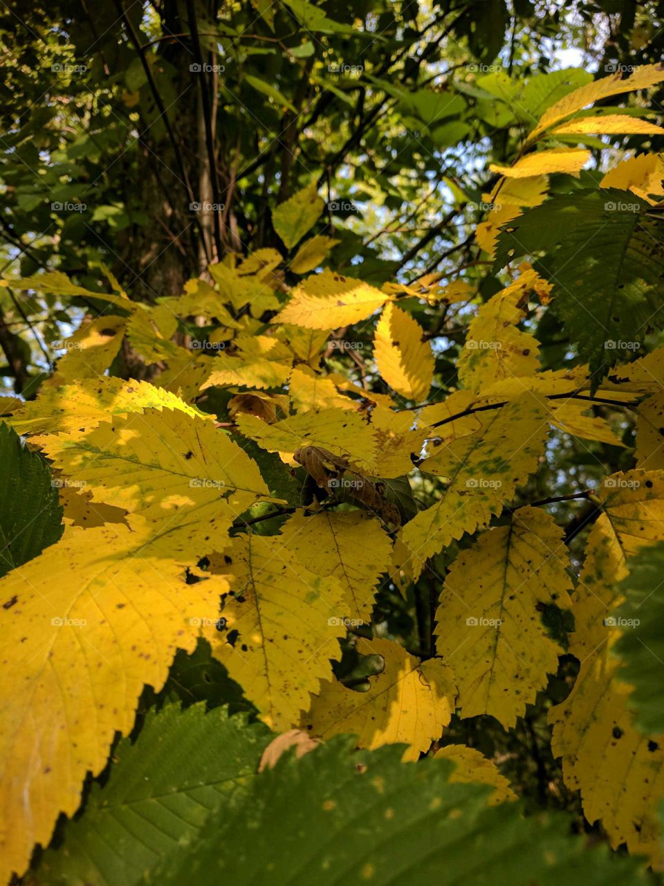 fall leaves