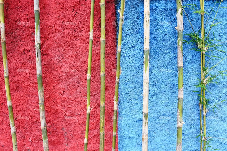 red and blue wall with bamboo trees