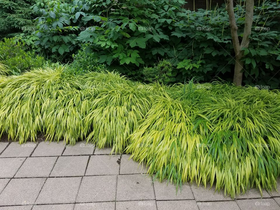 Weeping bushes