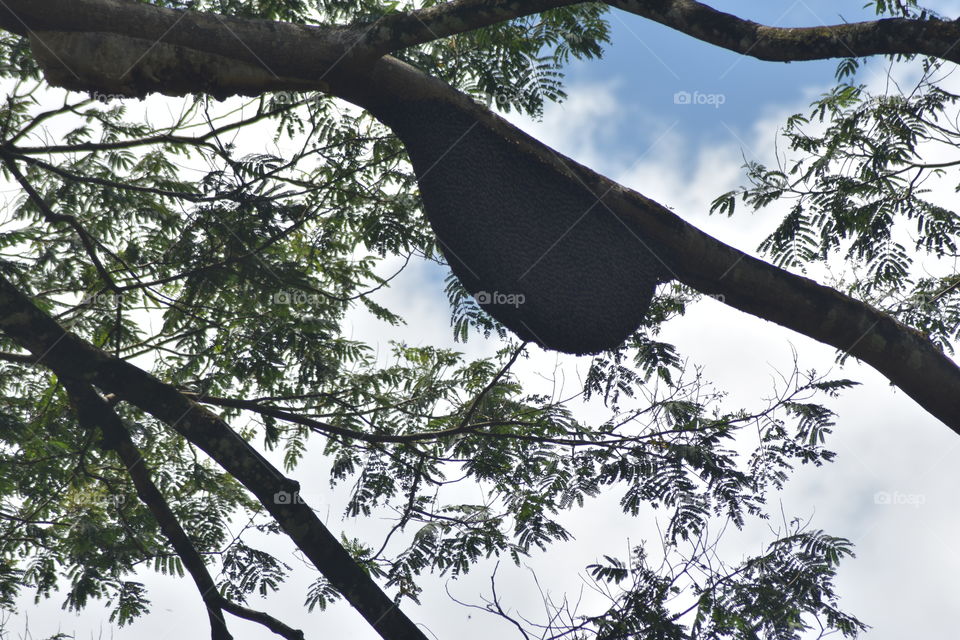 Beehive..Yummilicious