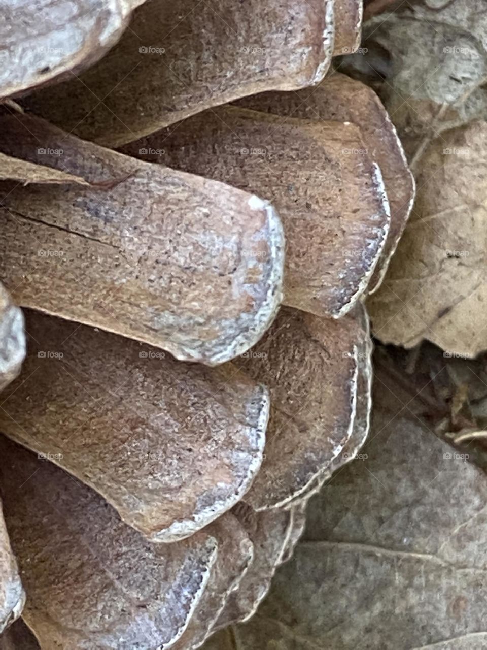A closeup of a pine cone. There is such complexity and beauty in the simplest of things if you stop and really look. This was one among many on the ground in Allaire State Park in Farmingdale, NJ. It is worth a closer look. Beautiful! 