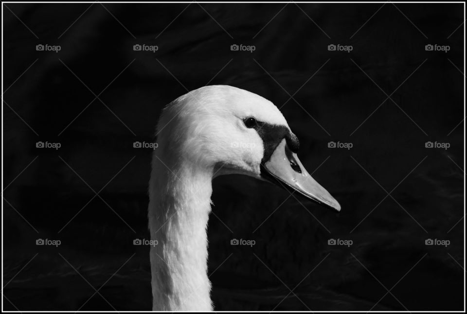 Close-up of swan