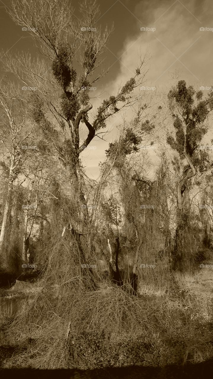 a close of the creepiness along the sacramento river