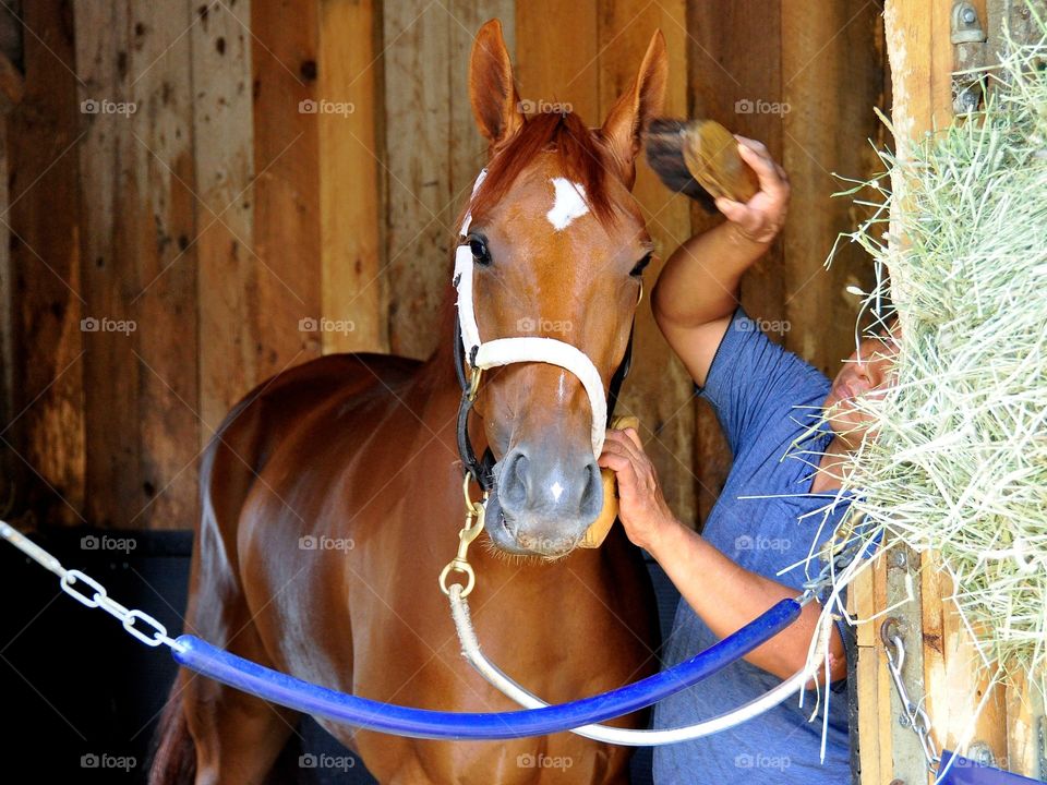 Chad Brown Filly. This beautiful Chad Brown filly is being groomed in her stall at historic Saratoga before her race. 
Fleetphoto