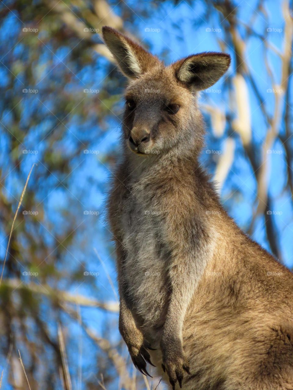 Young kangaroo