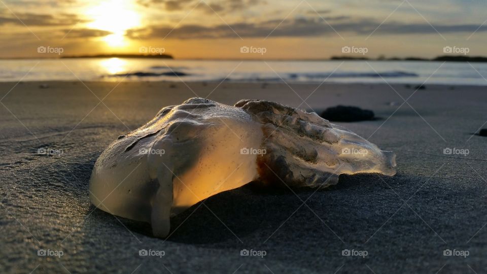 washed-up jellyfish