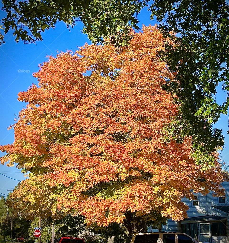 Autumn Orange