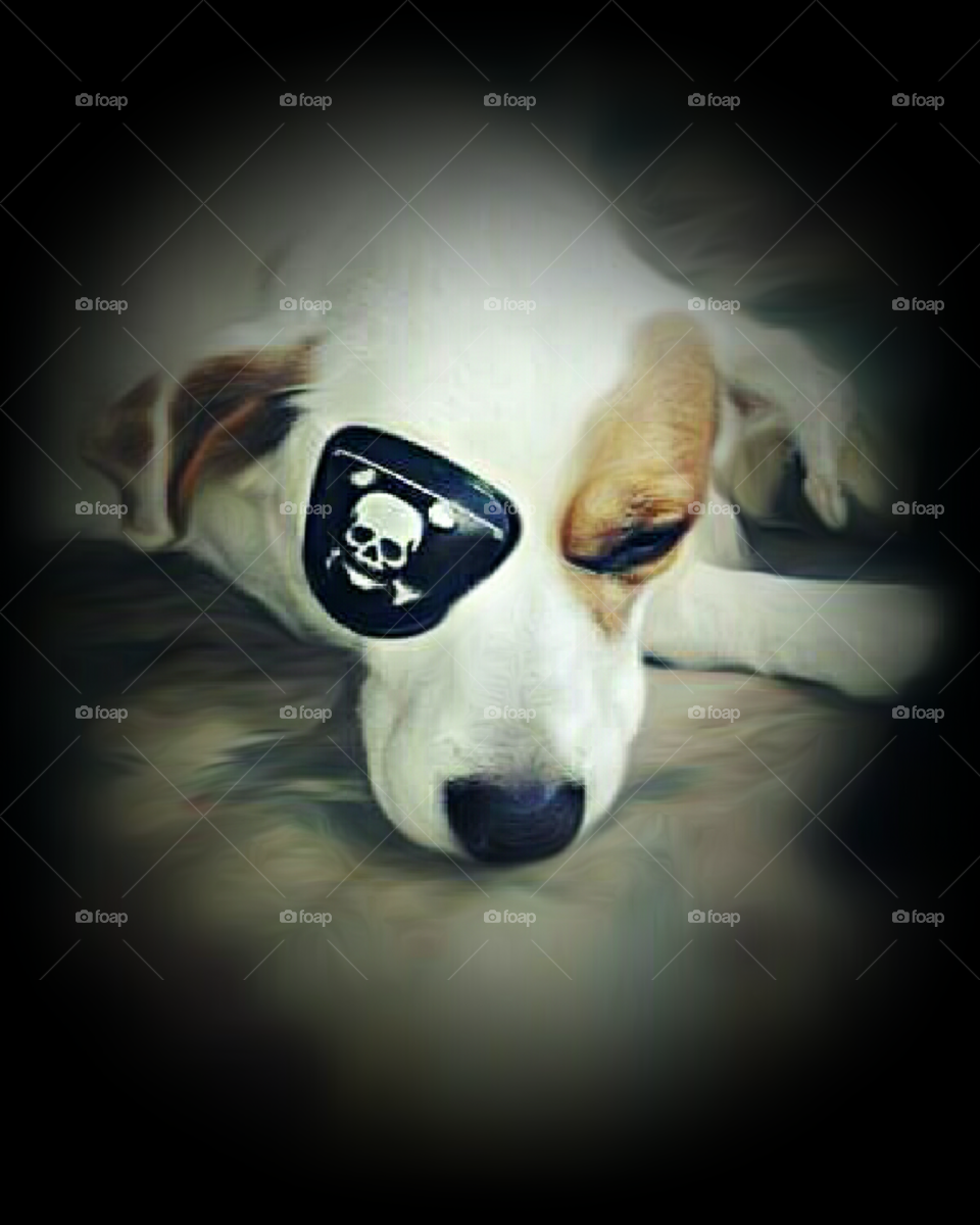 pretty pirate puppy