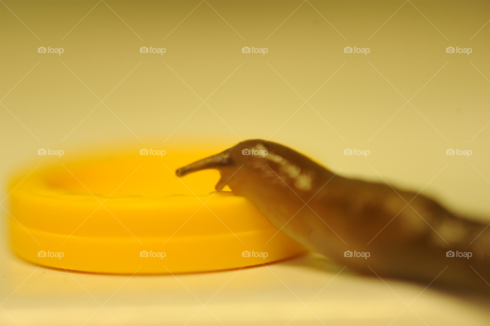 play snail slug chip by lightanddrawing