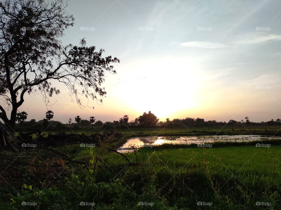 beautiful sunset in the paddy fields