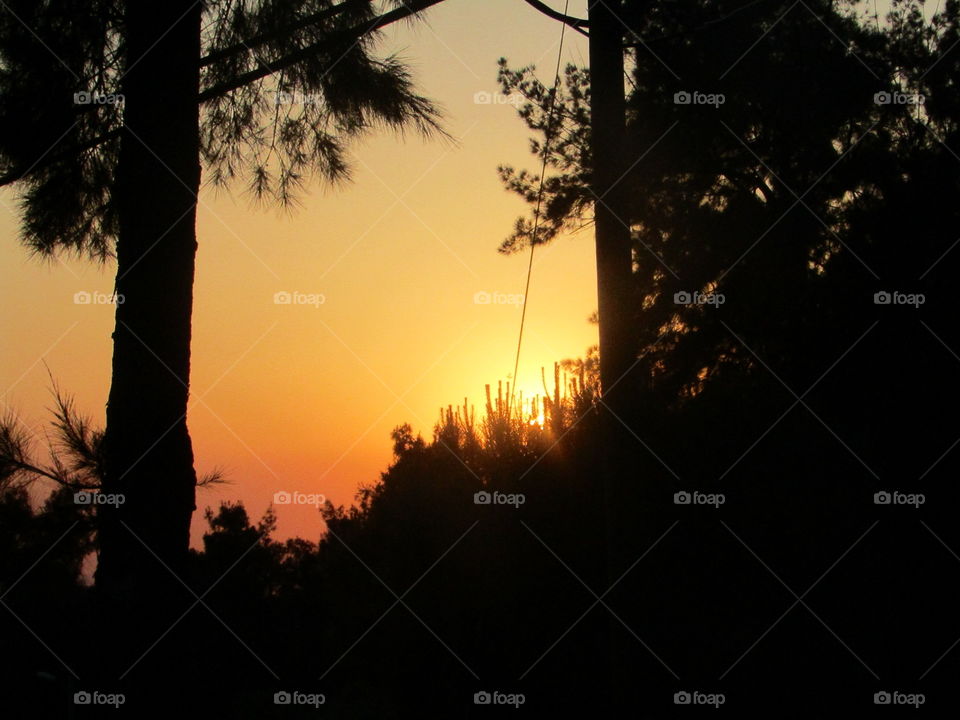 sunset thought the trees