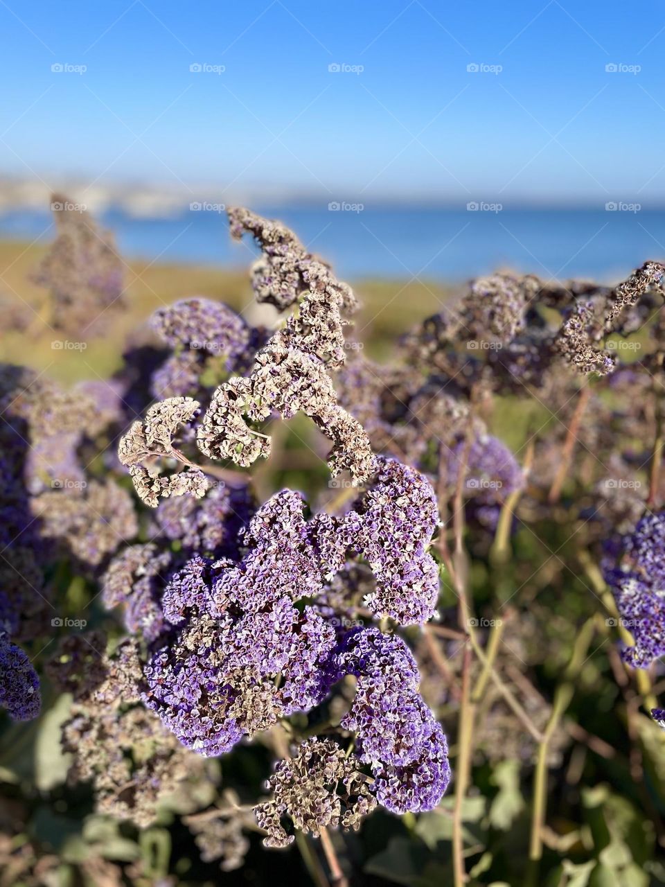 Flowers by the Sea