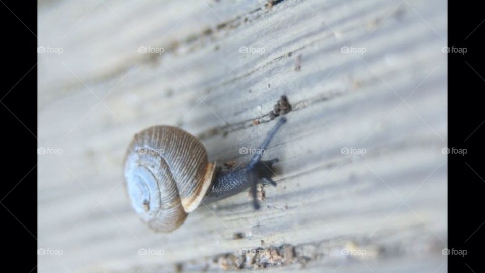 Snail