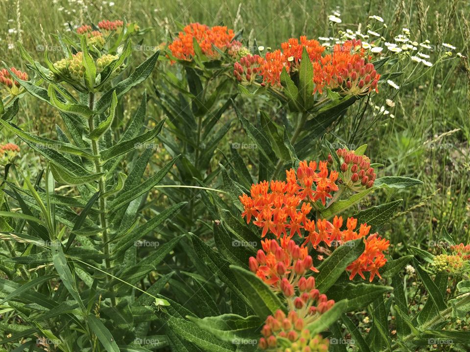 Butterfly Milkweed, Orange Flower, rare, Missouri native, Missouri, native