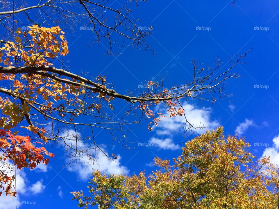 Autumn Sky