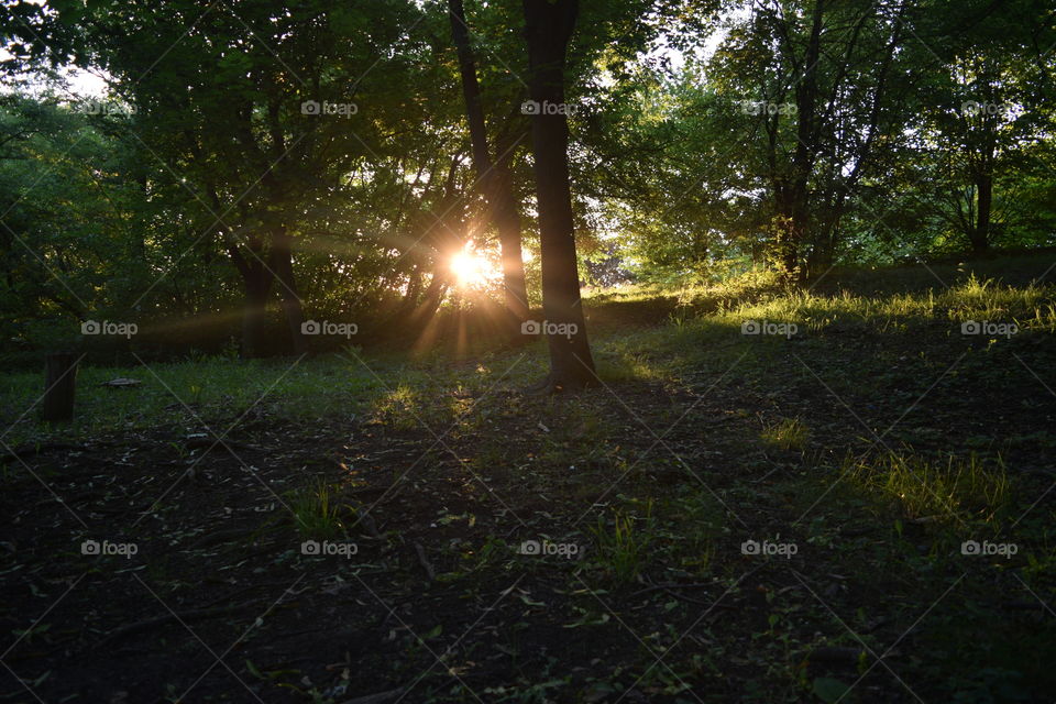 giving birth to a new day, the rays of the sun peek through the trees