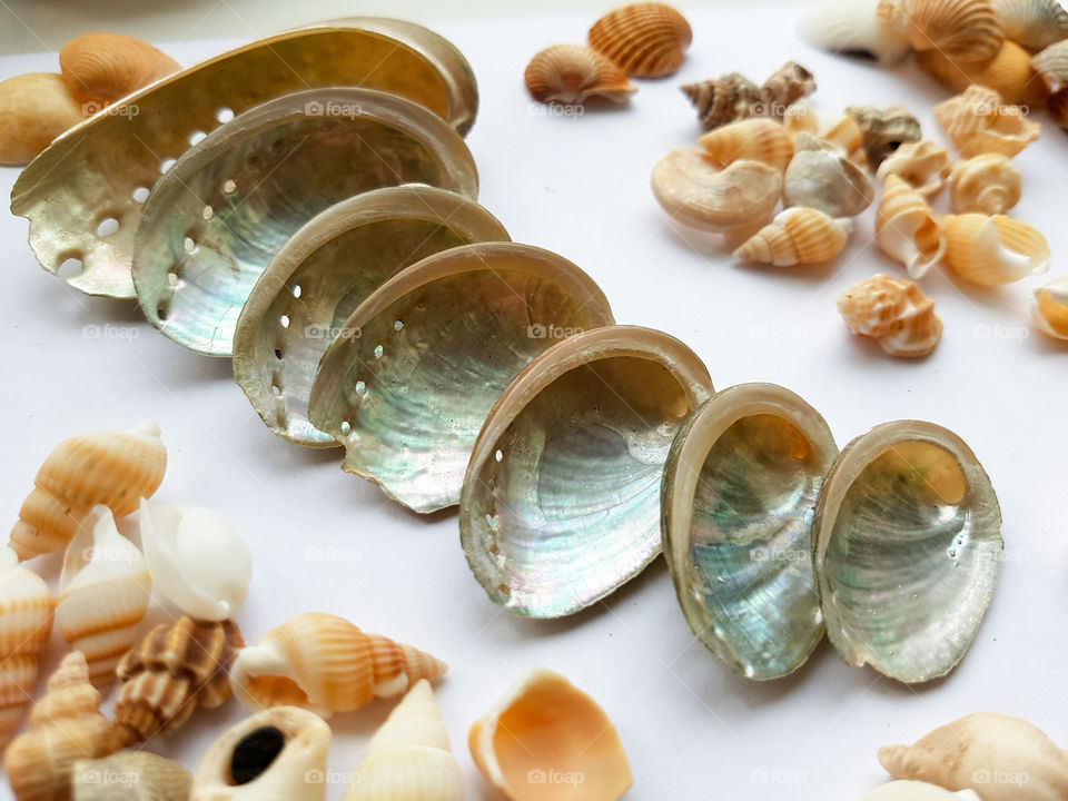 Beautiful selection of seaside shells
