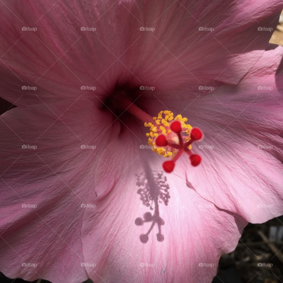 Pink hibiscus flower 