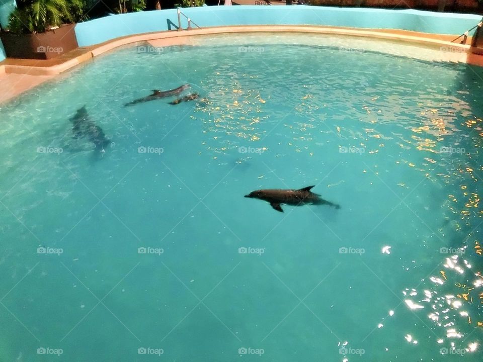 river creature atlantic child activity portrait beach fun coral natural family happy vacation dolphins playful island friendly animals fauna scuba landscape dolphin pod pool paradise travel snorkeling aqua view tourism flipper adventure undersea natu