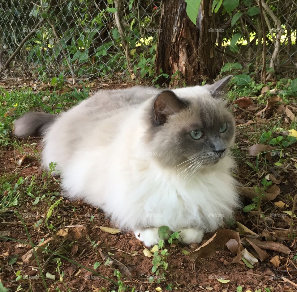 Ragdoll cat