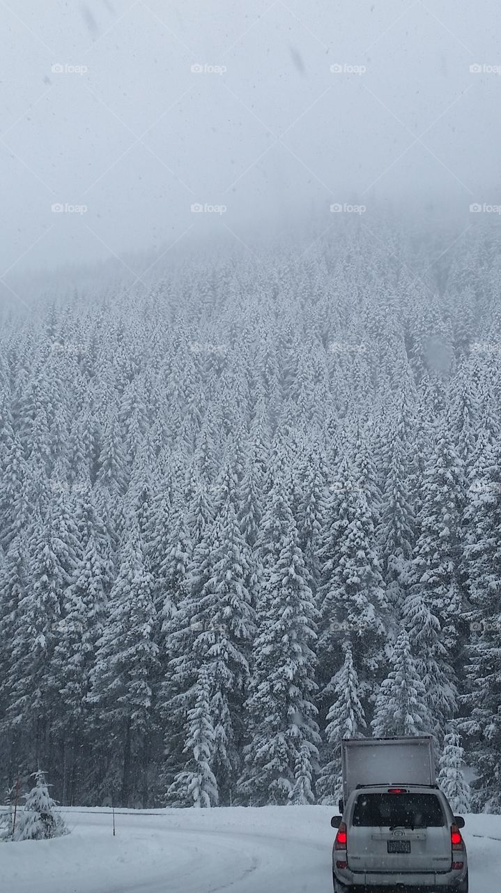 snow forest