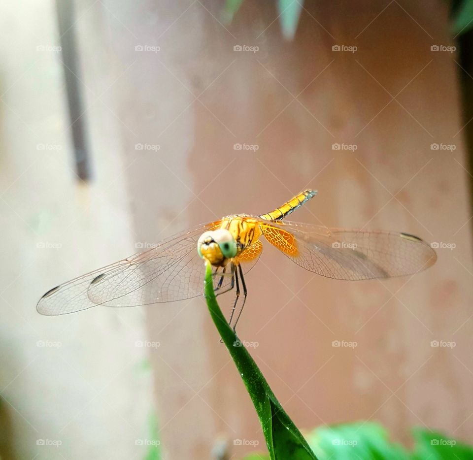 dragon fly