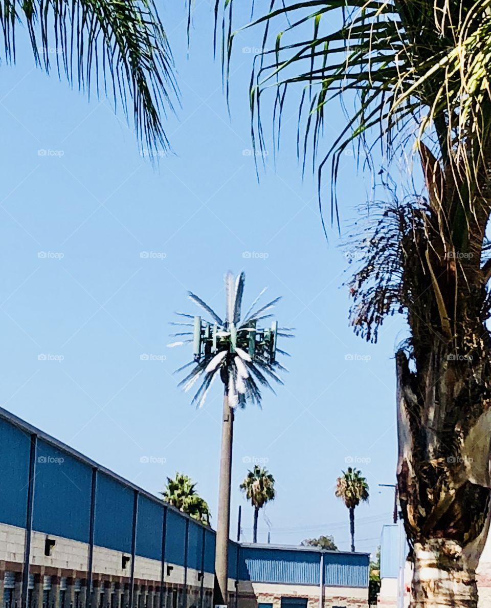 Fake palm tree surrounded by the real thing.  Only in Southern California.