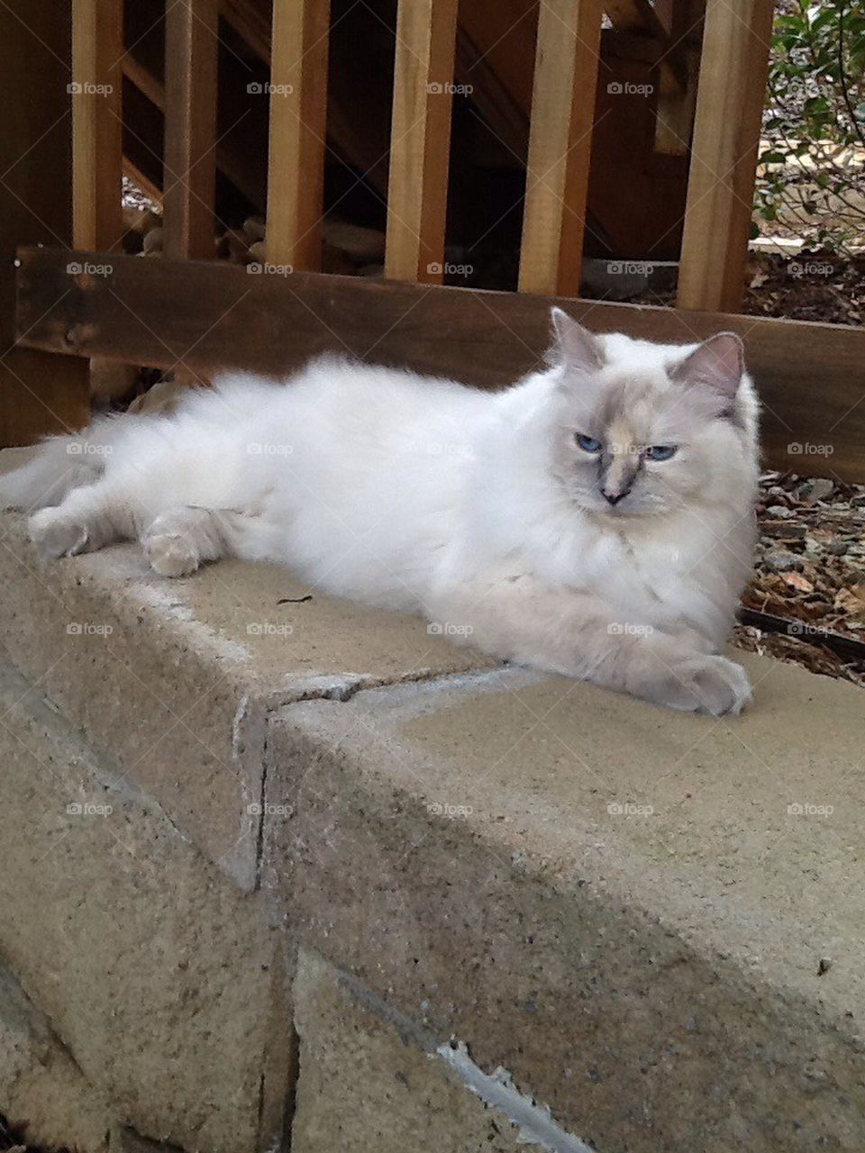 Ragdoll cat on wall